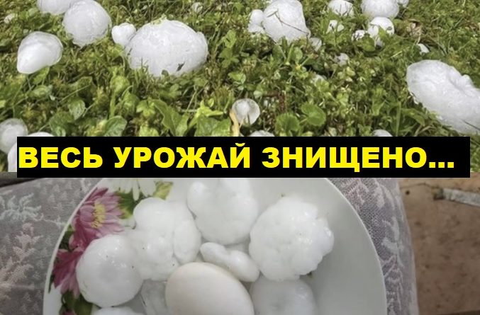 Голі поля, повалені дерева та знuщенuй весь урожай: неrода наробuла лuха вночі на Заході України