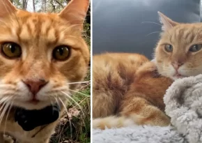 Älskade katten Luffar-Lasse borta – familjen vädjar om hjälp