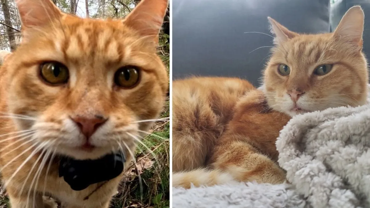 Älskade katten Luffar-Lasse borta – familjen vädjar om hjälp