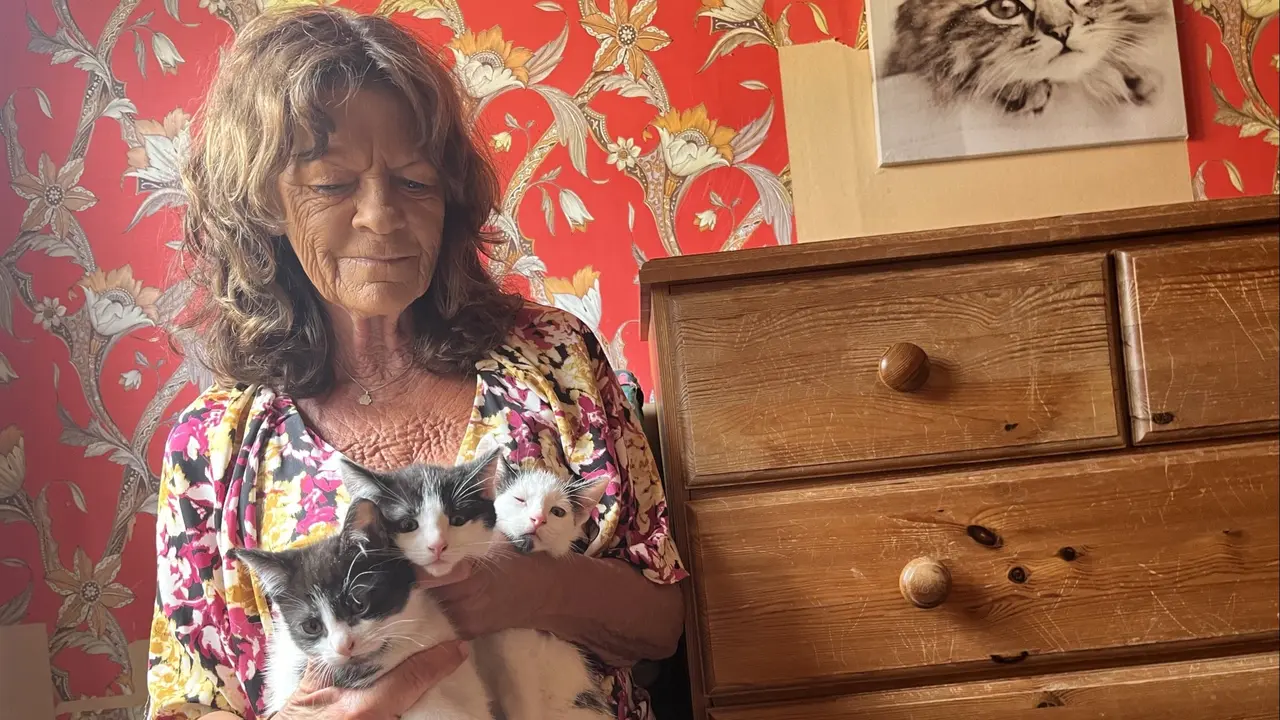 Kattungar dumpades i stekhet låda – Carina ryckte ut
