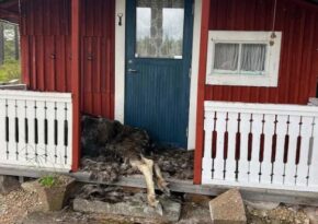 Midsommarfeiringen forvandlet seg til et mareritt på få sekunder