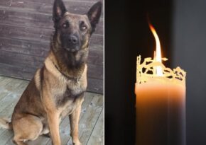 Hjältehunden Ymer är död – skadades under pågående uppdrag