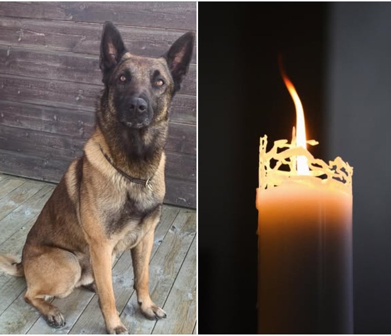 Hjältehunden Ymer är död – skadades under pågående uppdrag