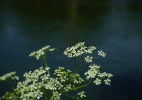 Dette er Norges giftigste plante – Dette må du vite