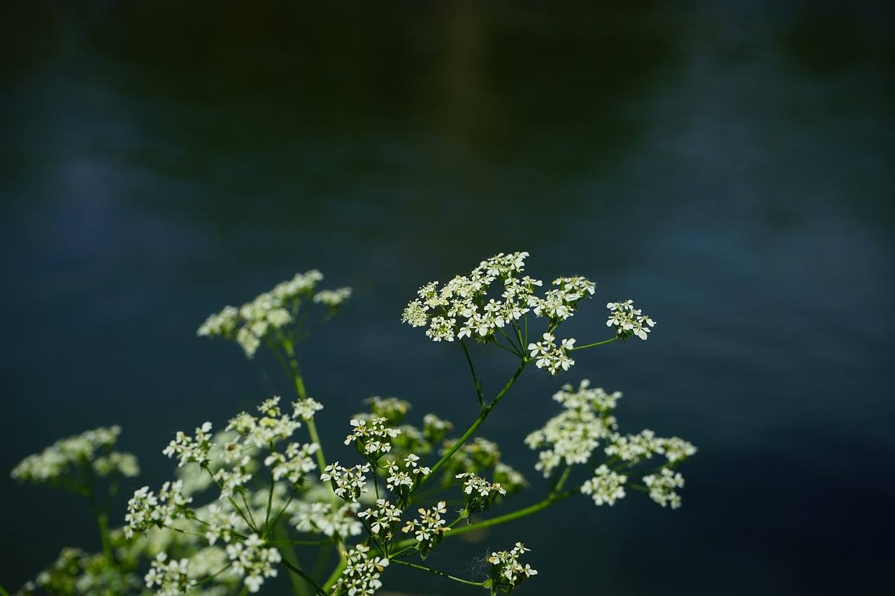 Dette er Norges giftigste plante – Dette må du vite
