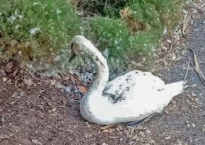 Gang of youths beat swan to death in shocking act of cruelty