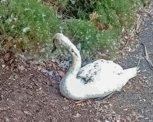 Gang of youths beat swan to death in shocking act of cruelty