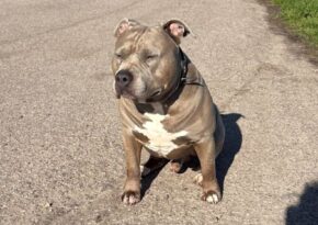 Familien-Pitbull beißt Tochter (4) tot