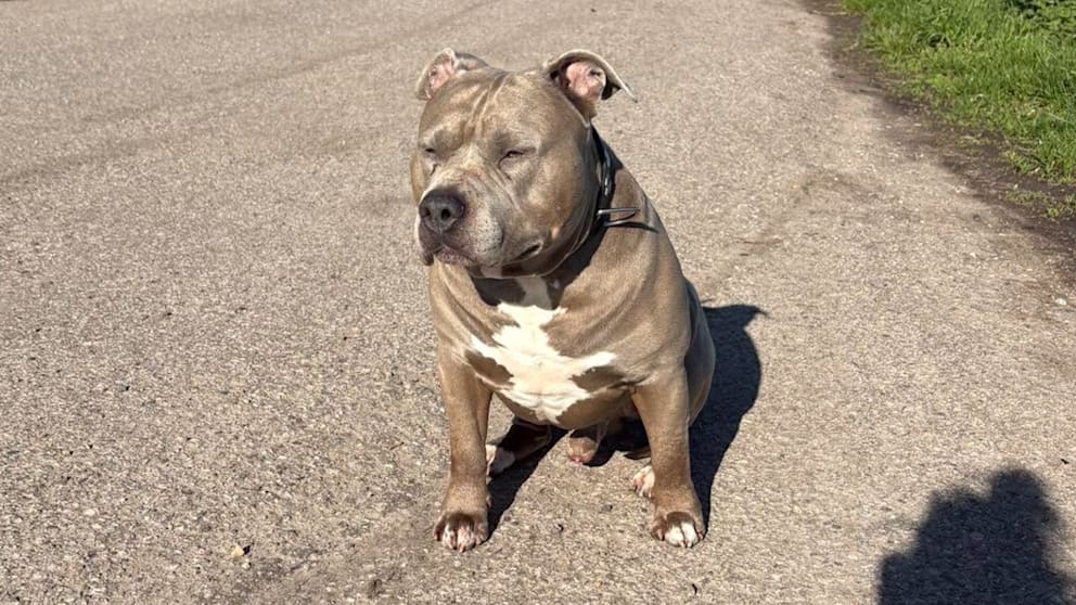 Familien-Pitbull beißt Tochter (4) tot