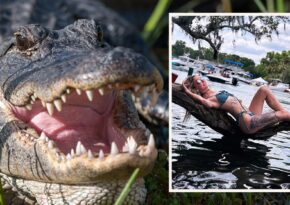 Alligator beißt Frau (31) aus Florida beide Arme ab