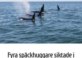 Fyra späckhuggare siktade i Göteborgs skärgård