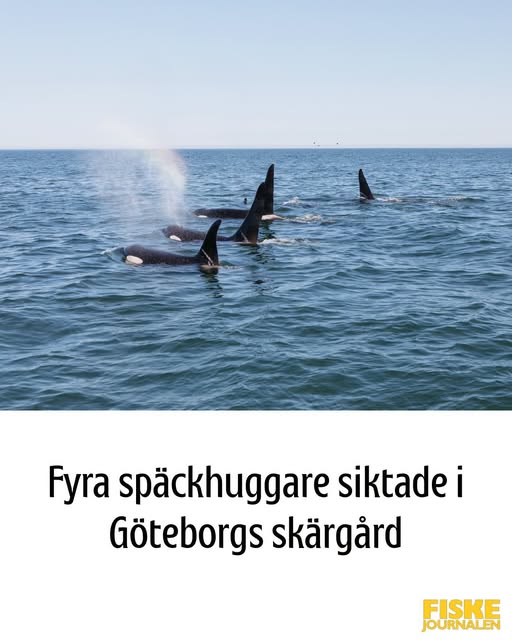 Fyra späckhuggare siktade i Göteborgs skärgård